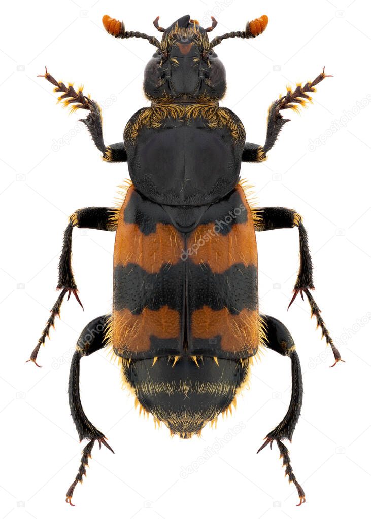 Burying or carrion or sexton beetle species Nicrophorus vespillio, trivial name: Vespillo Burying Beetle.