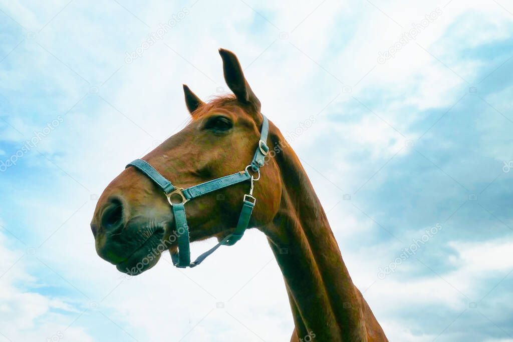 A low angle shot of a brown horse under a bright blue sky