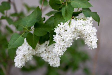 Güzel bir poz beyaz leylak.