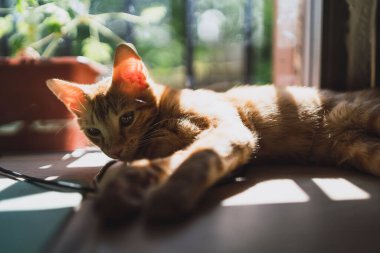 İple oynayan sevimli bir kedi yavrusunun yakın plan fotoğrafı.