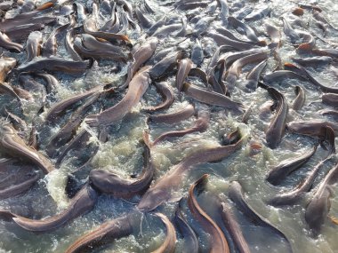 Bir sürü balık balık çiftliği. Tatlı su balık besleme gölet kaldırdı ve ticari pazarlara satılan