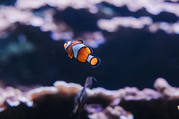 Sebuah Gambar Closeup Dari Berenang Clownfish Ripley Aquarium Canada — Stok Foto