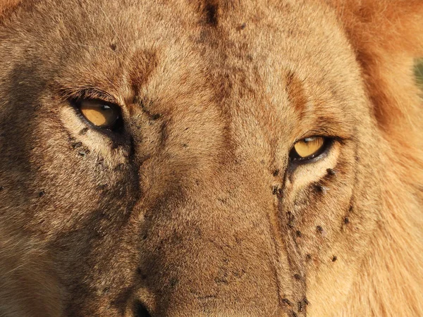 Gros Plan Visage Lion Avec Beaucoup Petits Insectes Ennuyeux — Photo