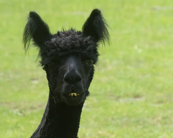 Ett Närbild Huvud Skott Fånig Svart Llama Ett Fält Solig — Stockfoto