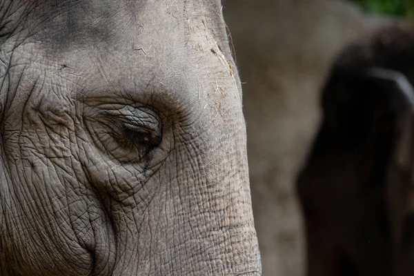 Gros Plan Éléphant — Photo