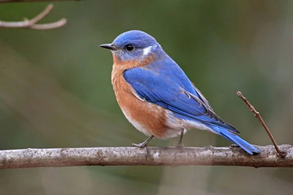 Tiro Perto Pássaro Azul Oriental Galho Árvore — Fotografia de Stock
