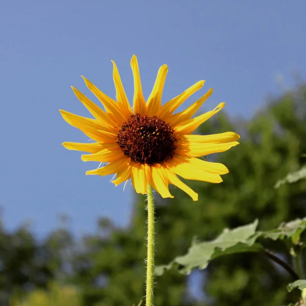 Eine Nahaufnahme Der Einzigen Sonnenblume Die Einem Sonnigen Tag Auf — Stockfoto