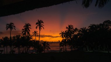 Gün batımında bulutlu gökyüzünün altında bir plajda palmiye silueti.