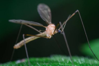 Yaprak üzerinde sivrisinek (Tipulidae). Gnat Bavyera ormanında oturuyor. Böceğin makro fotoğrafçılığı