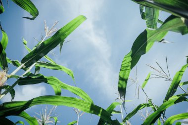 Düşük açılı yeşil tarım bitkilerinin güneşli gökyüzüne doğru büyümeleri.