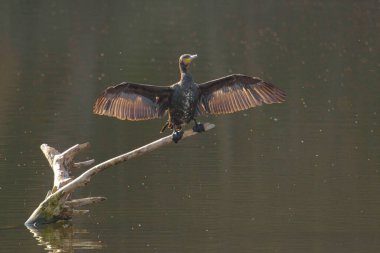 Göldeki bir ağaca tünemiş gri bir karabatağa yakın çekim.