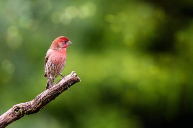 Bir ev ispinozu bir dala tünemiş.