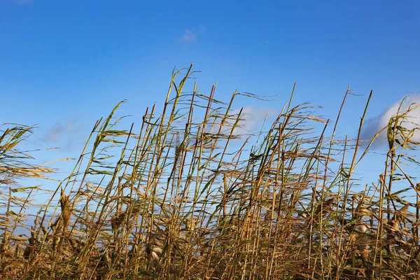 Tiro Ángulo Bajo Las Plantas Campo Contra Cielo Azul Nublado — Foto de Stock