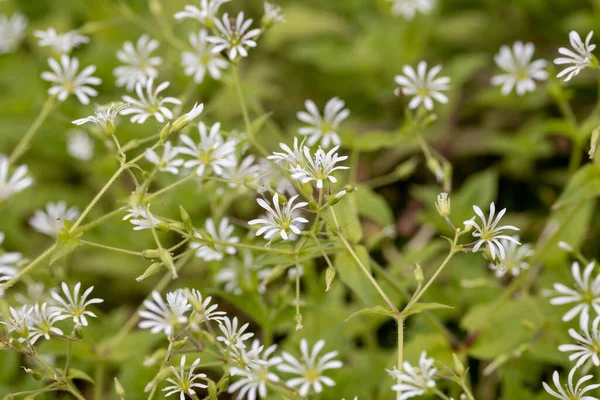 Bir Tarlada Küçük Kır Çiçeklerinin Yakın Çekimi — Stok fotoğraf