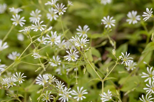 Bir tarlada küçük kır çiçeklerinin yakın çekimi.