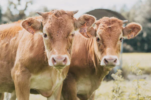 Tiro Perto Vacas Marrons Uma Fazenda — Fotografia de Stock