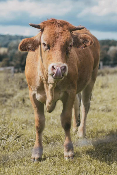 舌が出ている牧草地での茶色の牛の垂直閉鎖ショット — ストック写真