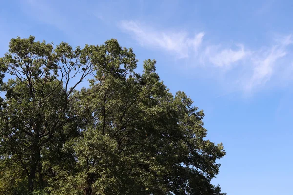 Eine Nahaufnahme Von Einem Schönen Baum Einem Sonnigen Sommertag — Stockfoto