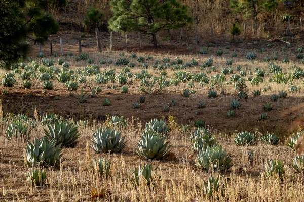 Maksimiliana Meksika Daki Jalisco Daki Agave Bitkileri — Stok fotoğraf