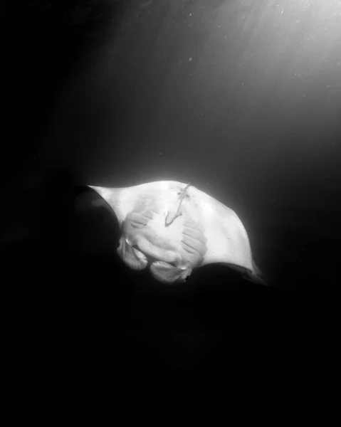 Šedivý Záběr Obrovského Rejnoka Mořského — Stock fotografie