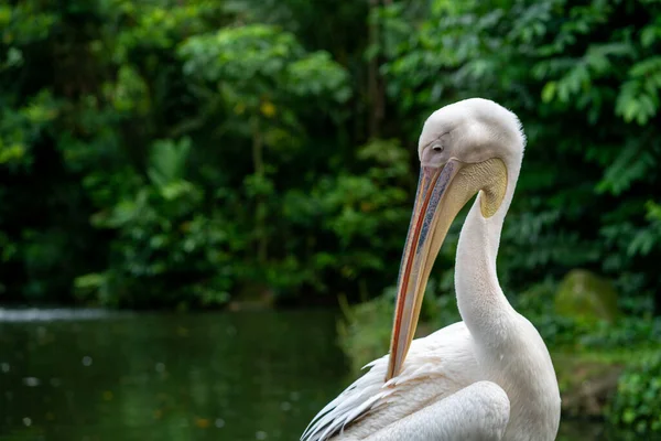 Belo Pelicano Perto Lagoa Com Natureza Fundo — Fotografia de Stock