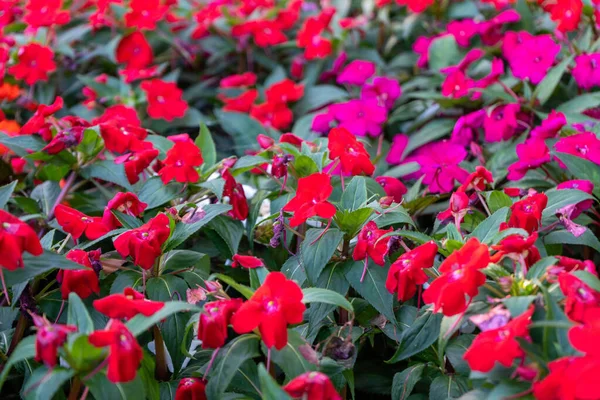 Een Close Van Kleurrijke Bloemen Tuin Impatiens Walleriana Druk Lizzie — Stockfoto