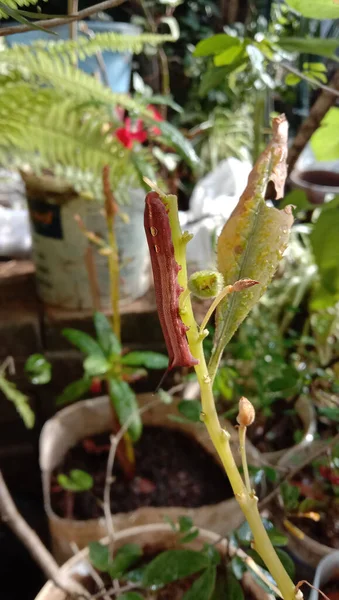 Vertical Shot Red Caterpillar Climbing Plant Soil Bucket — Stock Photo, Image