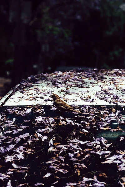 Gros Plan Moineau Sur Dessus Une Voiture Recouverte Feuilles Sèches — Photo