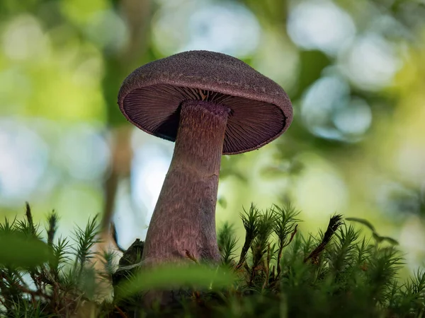 Beau Bonnet Violet Donne Couleur Forêt — Photo