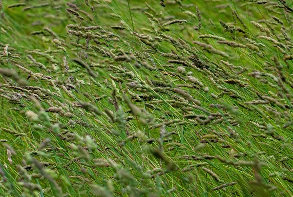 Primer Plano Hierba Verde Floreciente Campo Día Soleado — Foto de Stock