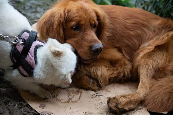 ポメラニアンは彼女の友人 別の犬 1つのゴールデンレトリバーに こんにちは と言います — ストック写真