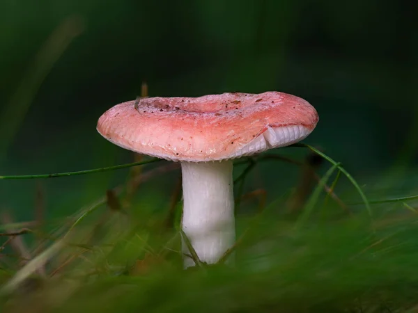 Acloseup Russula Mushroom Grass — Stock Photo, Image