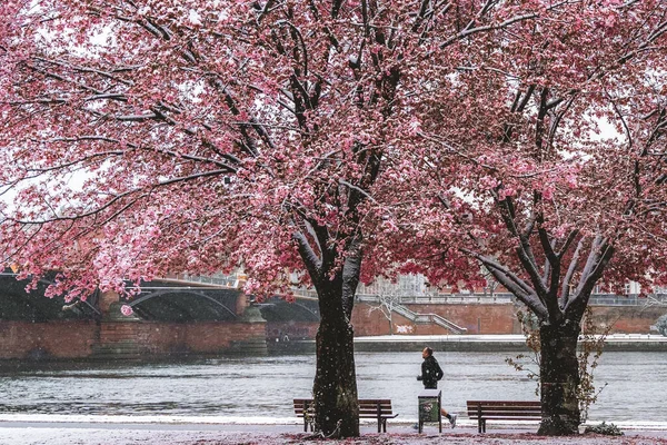 A path near cherry blossom in a winter day