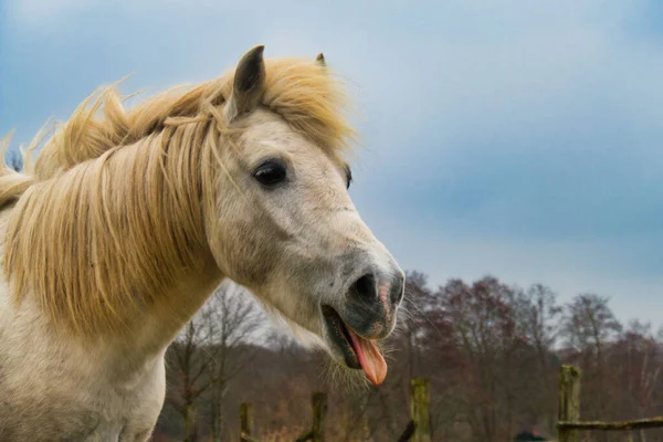 Detailní Záběr Bílého Koně Trčícího Jeho Jazyka — Stock fotografie