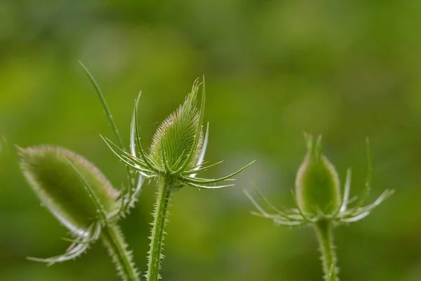 Селективный Фокус Красивых Зеленых Растений Thistle Головки Размытом Зеленом Фоне — стоковое фото