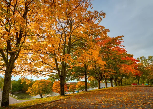 Une Belle Vue Sur Les Érables Colorés Automne — Photo