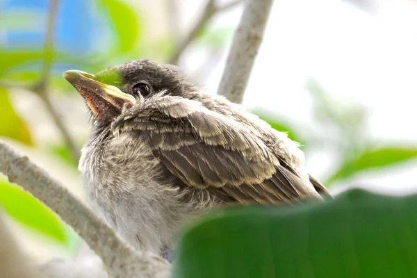 Tiro Seletivo Foco Pintainho Pequeno Pássaro Bulbul Vermelho Eared Ramo — Fotografia de Stock