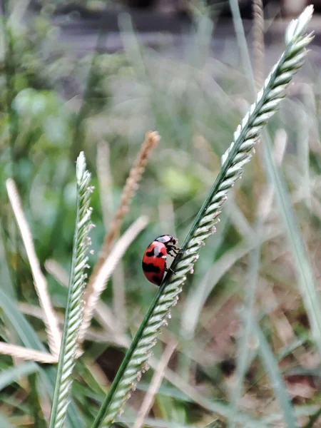 植物の上に登る赤いテントウムシの垂直閉鎖ショット — ストック写真