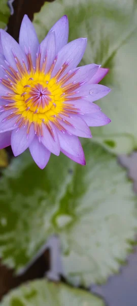 Вертикальный Снимок Красивой Фиолетовой Водяной Лилии Каплями Пруду — стоковое фото