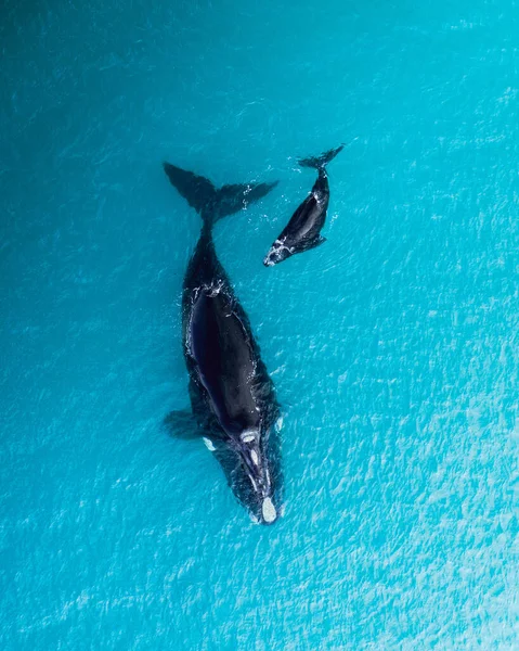 Una Hermosa Foto Una Ballena Franca Del Sur —  Fotos de Stock