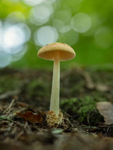 一个高大的天野大蘑菇的特写 — 图库照片