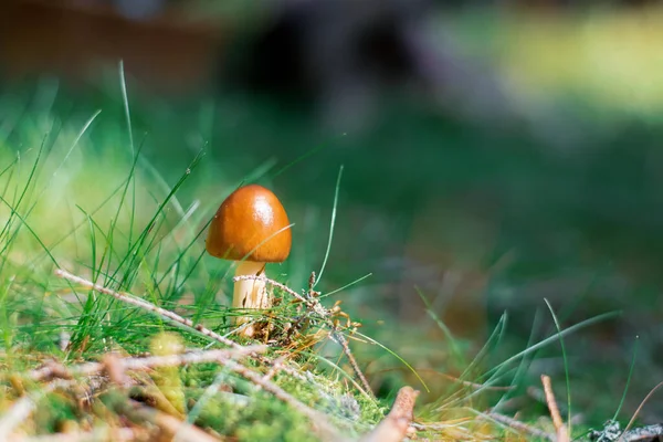 Eine Nahaufnahme Von Wachsenden Kleinen Pilz Umgeben Von Gras — Stockfoto