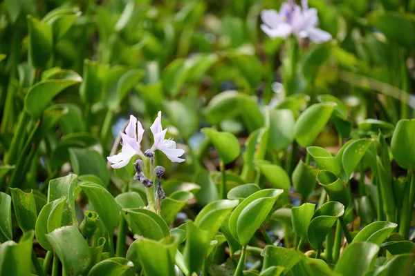 Scenic View Common Water Hyacinth Flowers Blooming Park Hong Kong — Stock Photo, Image