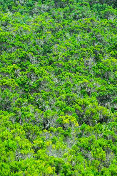 Pino Silvestre Deja Textura Fondo Gomera Islas Canarias —  Fotos de Stock