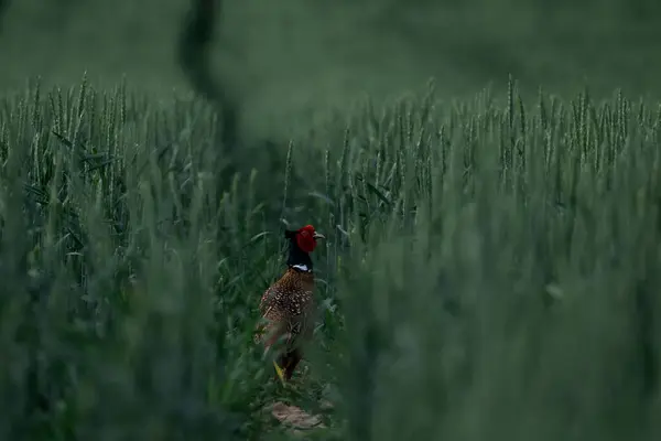 Common Pheasant Field Rural Area Surrounded Grass — Stock Photo, Image