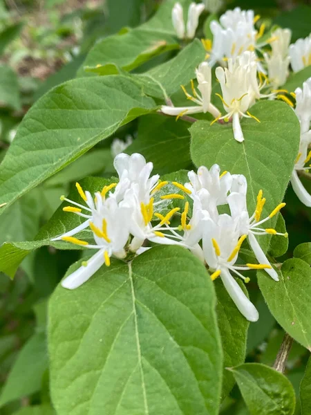 Vertical Closeup Shot Blooming White Jasmine Flowers — Stock Photo, Image