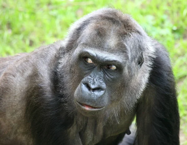 Egy Közeli Kép Egy Gorilláról Aki Félrenéz Egy Zöld Füvön — Stock Fotó
