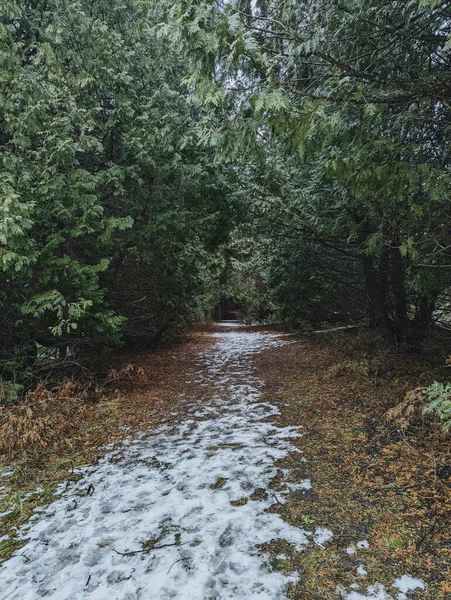 Снежный Путь Густом Зеленом Лесу — стоковое фото