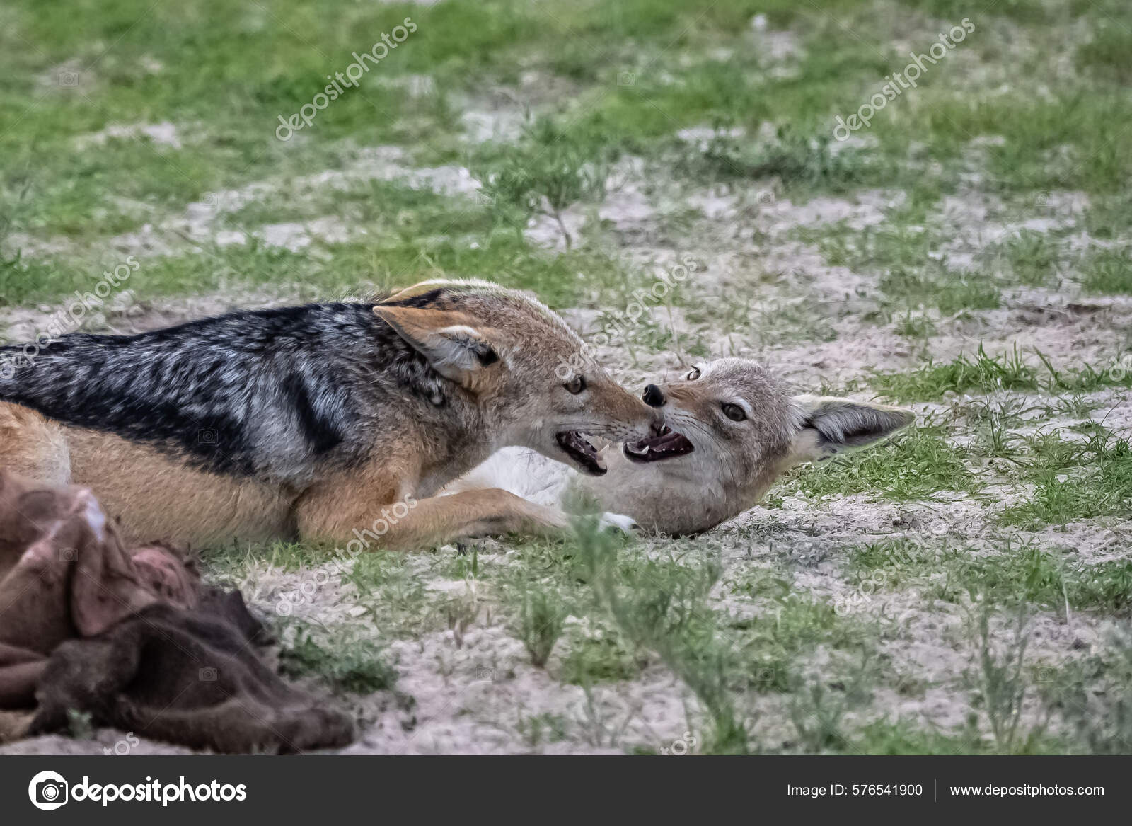 Coyote a Bernal domenica mattina : r/sanfrancisco, image size:1600x1167