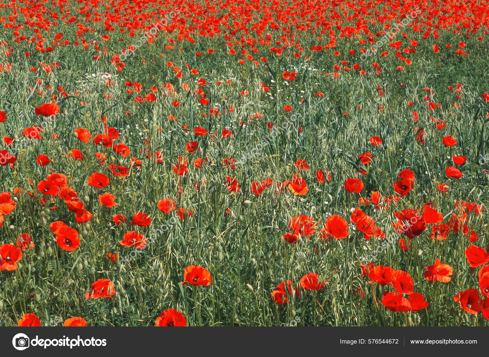 Red Poppy Flower Papaver Somniferum Commonly Known Opium Poppy